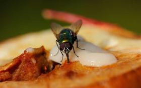 Эффективные способы борьбы с мухами в общепите