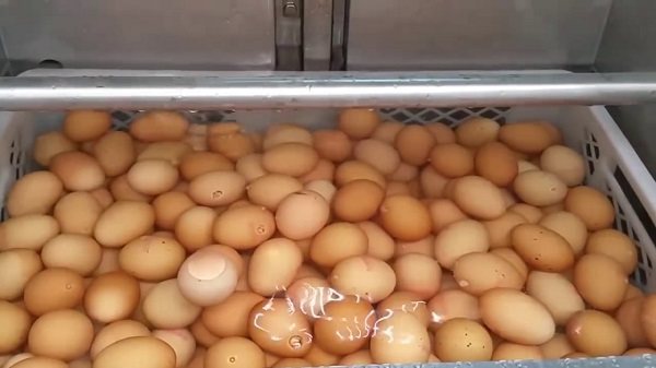 obrabotka-yaits-hloraminom.jpg obrabotka-yaits-hloraminom.jpg