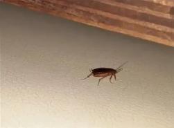 Как избавиться от тараканов в общепите